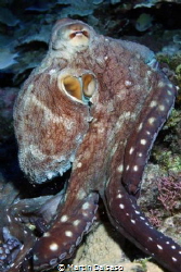 Octopoda...Saipan Grotto by Martin Dalsaso 